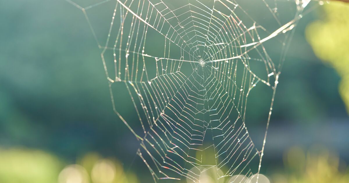 Banish spiders and dust mites by spraying your bed with 2 cupboard ingredients